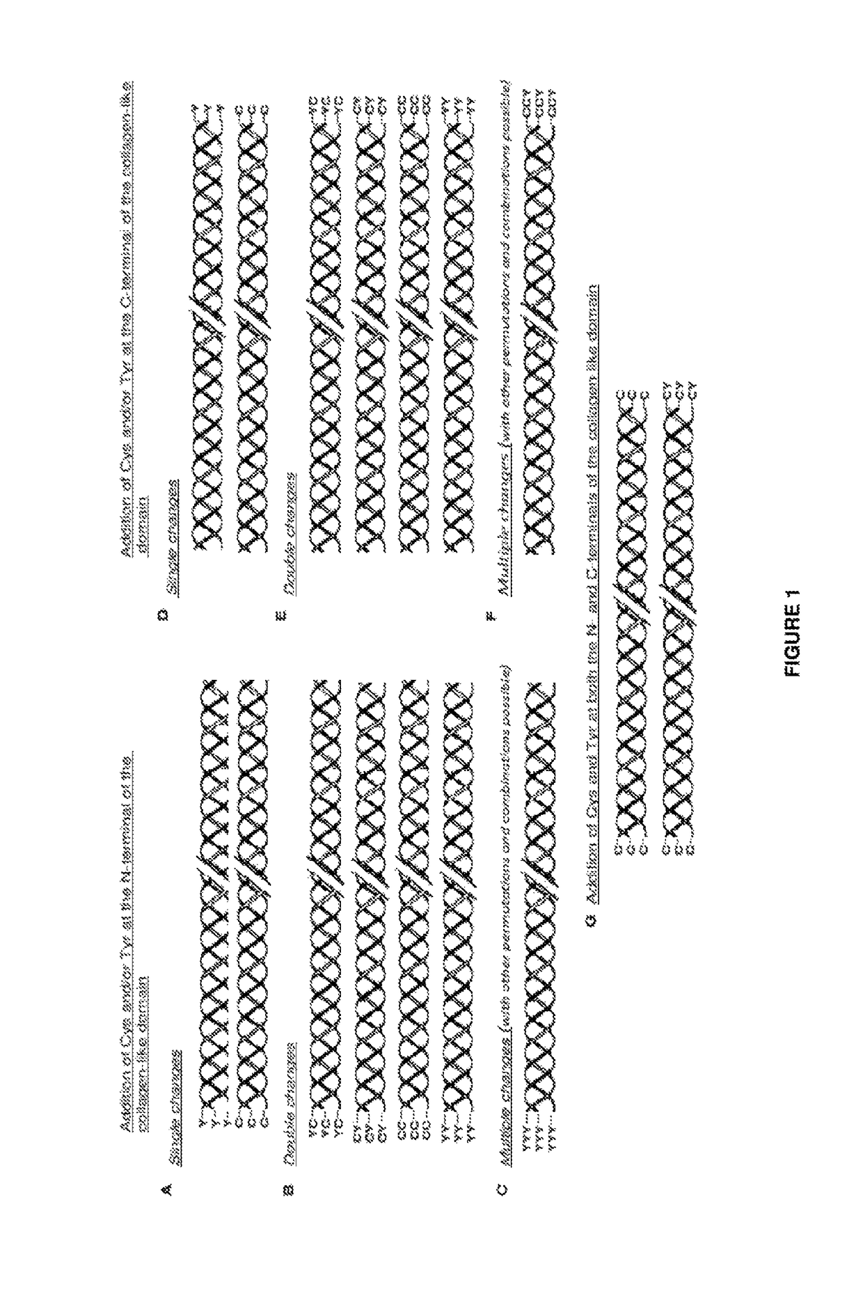 Modified bacterial collagen-like proteins