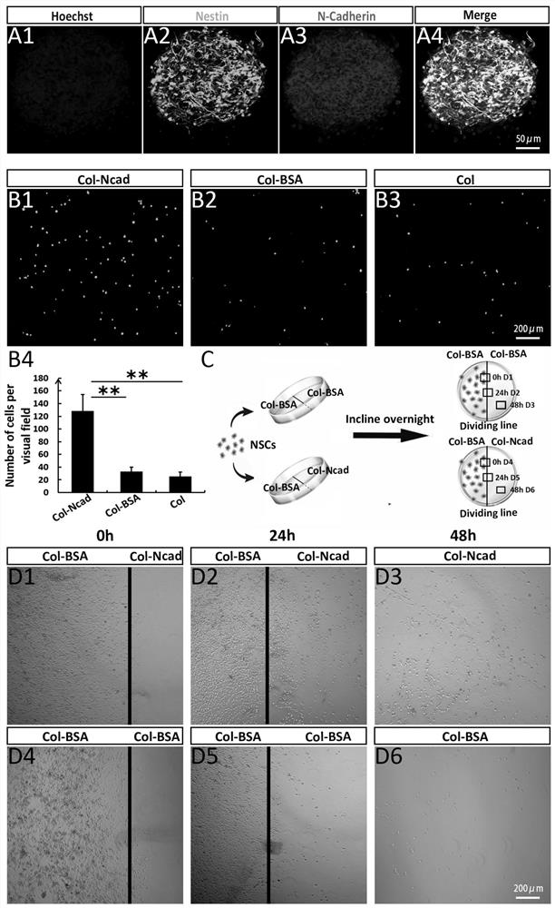 A tissue engineering material for nerve injury repair and its preparation method and application