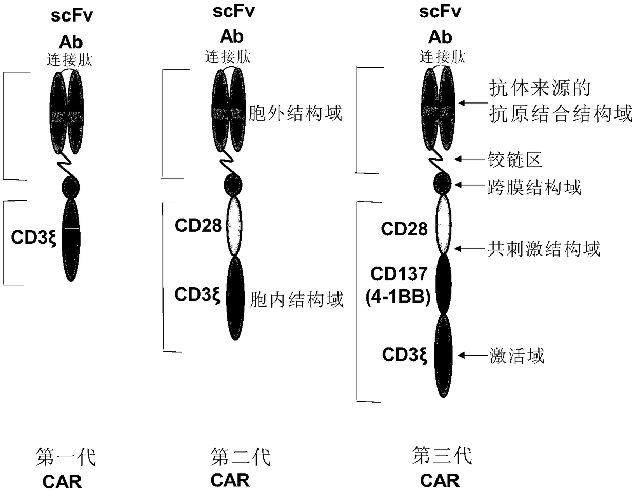 CD24 specific antibody and anti-CD24-CAR-T cell