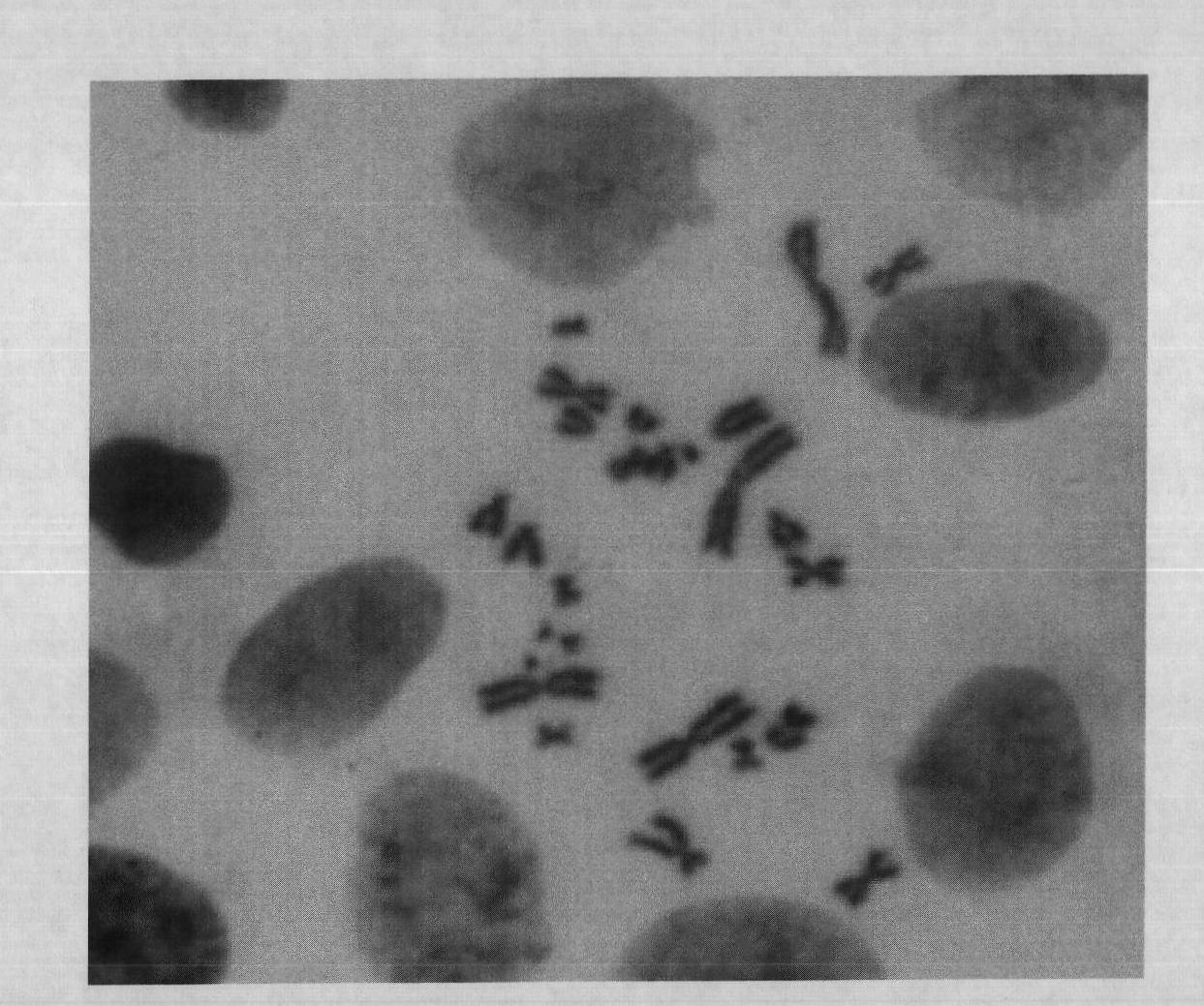 Method for preparing metaphase specimen of mammalian cell chromosome