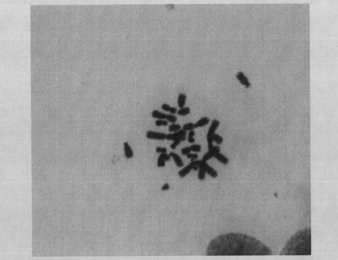 Method for preparing metaphase specimen of mammalian cell chromosome