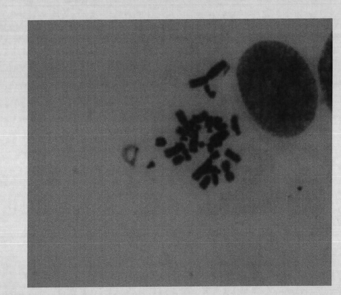 Method for preparing metaphase specimen of mammalian cell chromosome