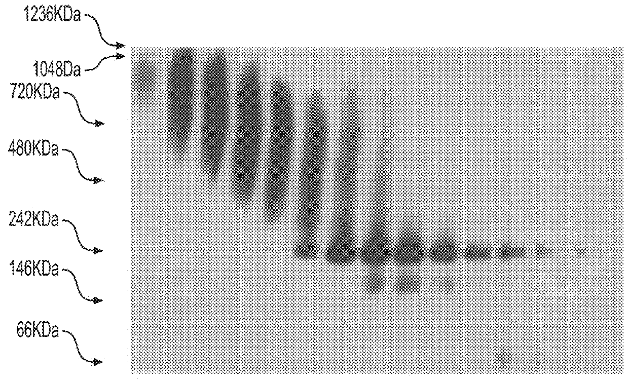 Soluble forms of Hendra and Nipah virus F glycoprotein and uses thereof