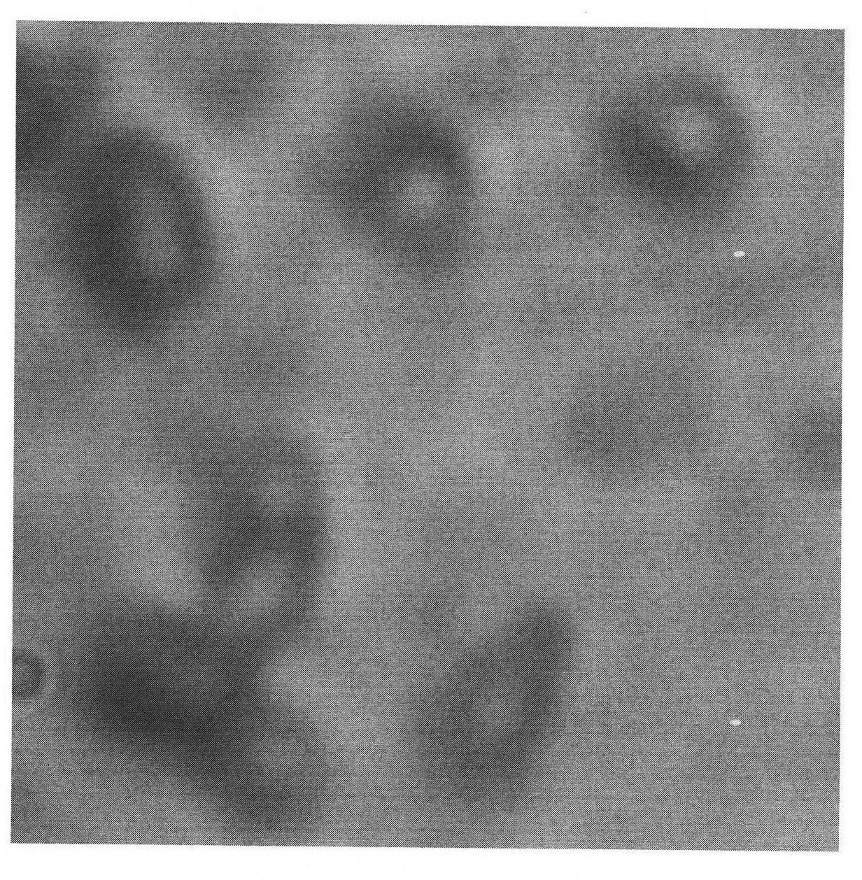 Bacillus pumilus NMCN1 and application thereof