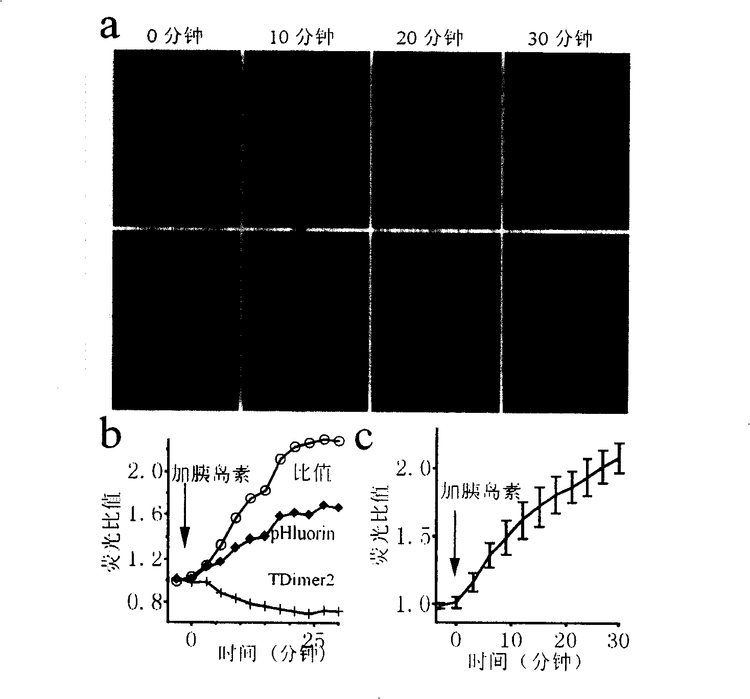 Probe and method for detecting membrane of glucose transporter 4