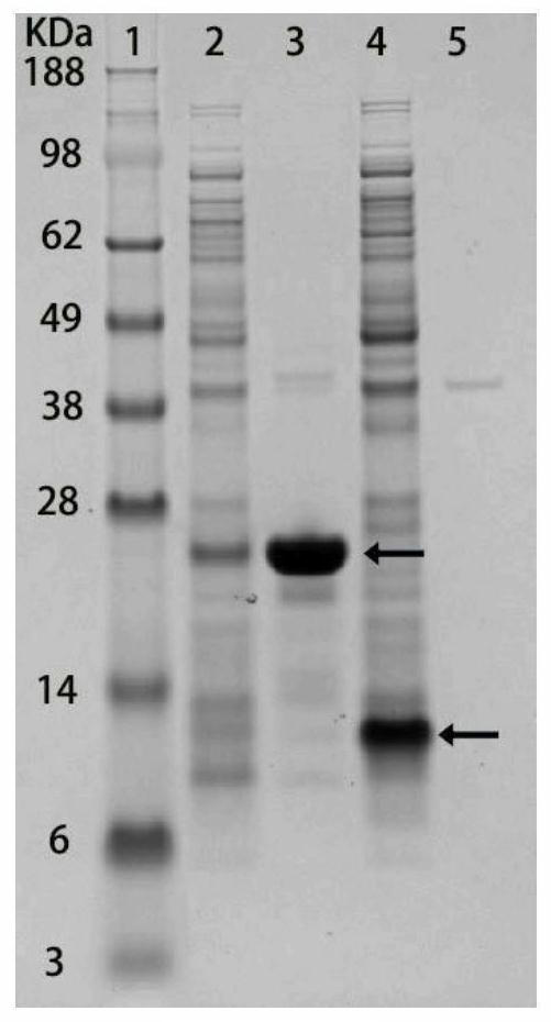 A facile protein purification method for localizing recombinant proteins to the cell surface