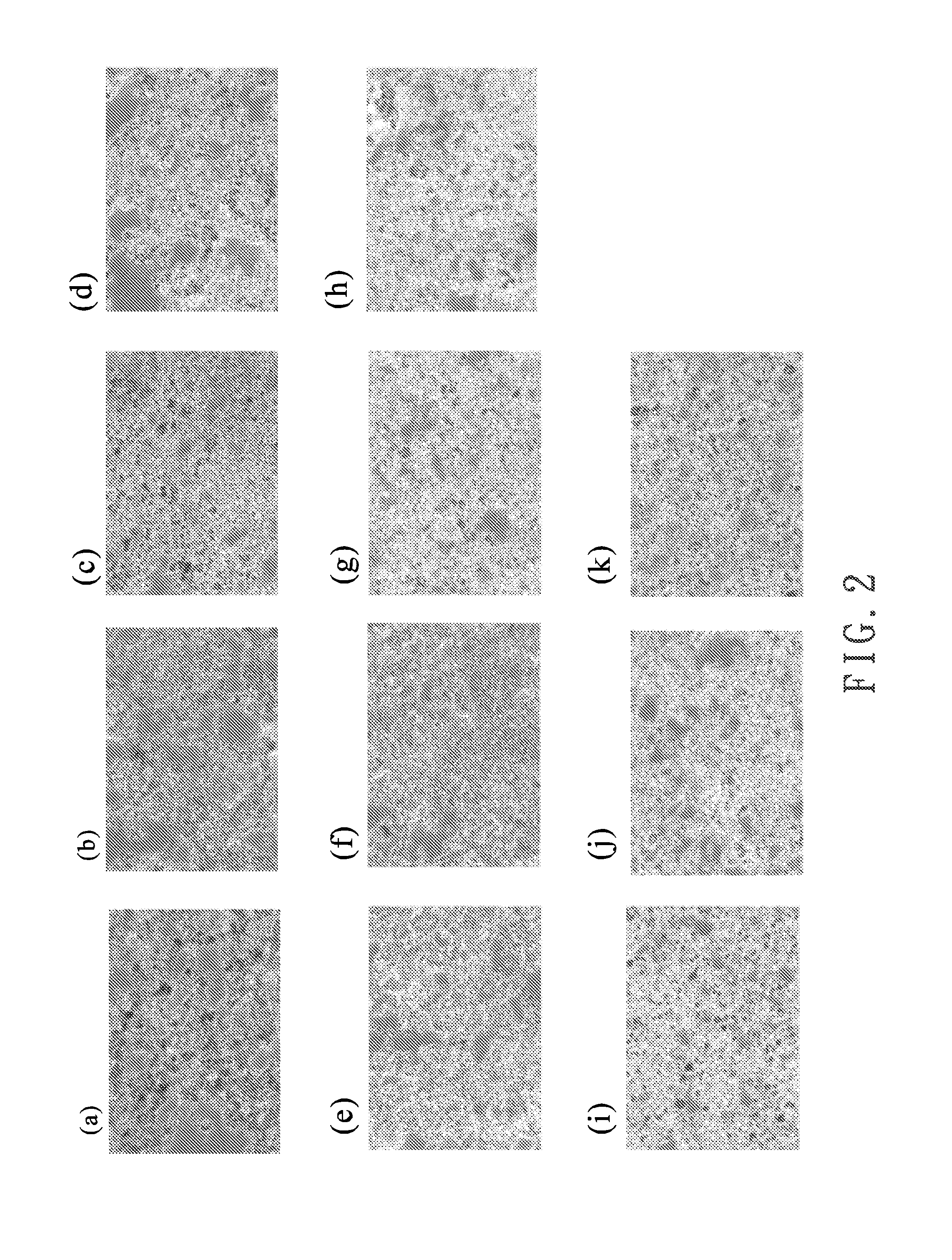 Composite of herbal extracts for lowering blood lipid and medication comprising the said composite