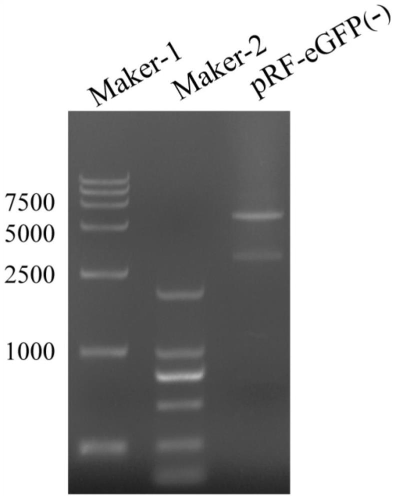 A vector suitable for the genetic transformation and cloning of fungi such as Chinese Mortierella hirsutella sinensis and its construction method