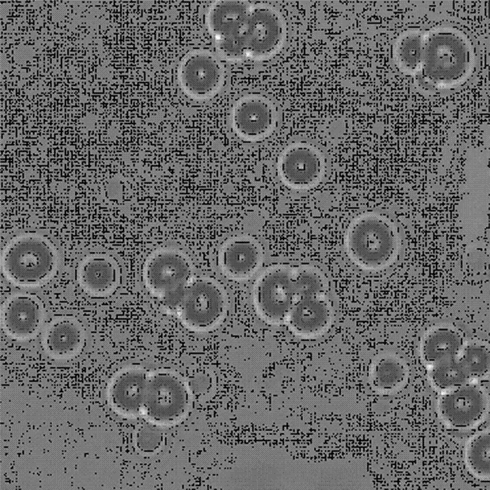 Method for screening citrus fruit wine brewing saccharomycetes and method for producing citrus fruit wine