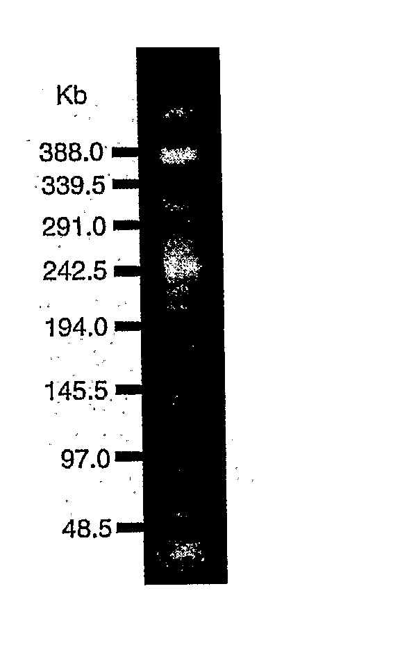 Use of Live Bacteria for Growth Promotion in Animals