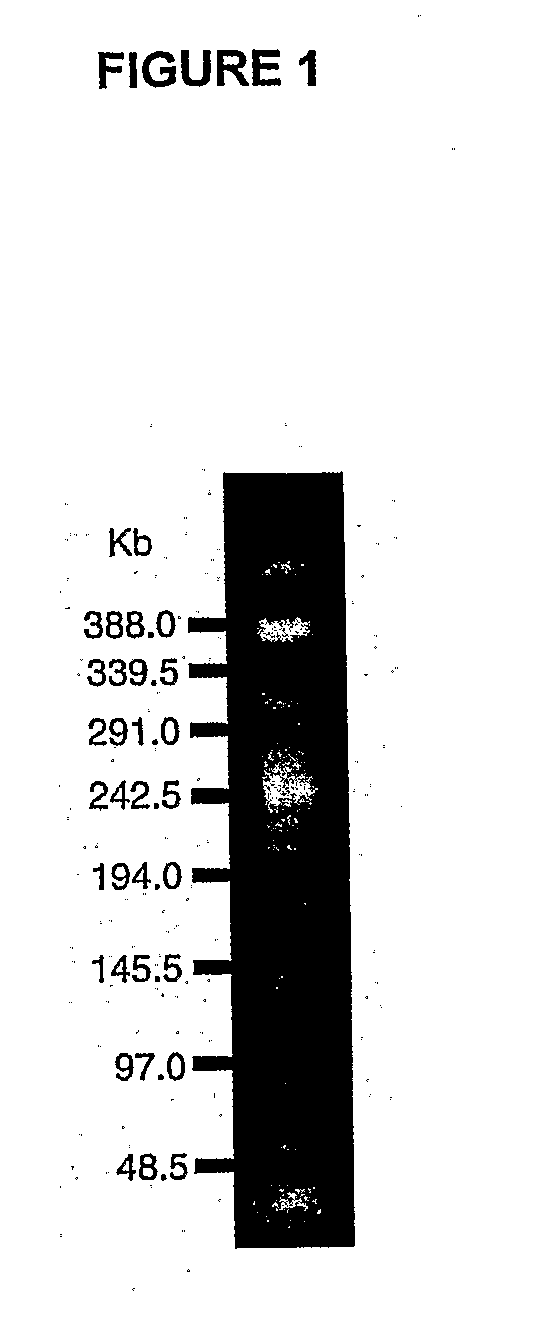 Use of Live Bacteria for Growth Promotion in Animals