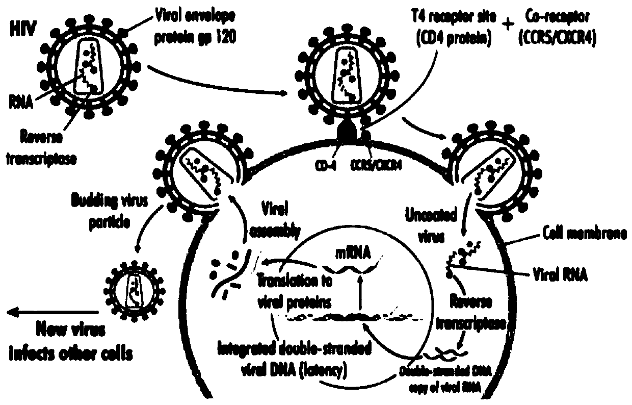 Method for site-directed editing of CCR5 gene