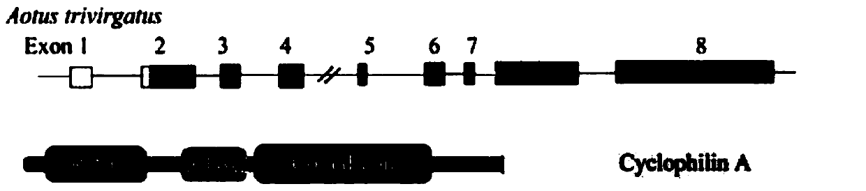 Method for site-directed editing of CCR5 gene