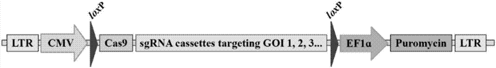 CRISPR/Cas9-based novel method for achieving multigene knockout in low-transfection-efficiency cell line