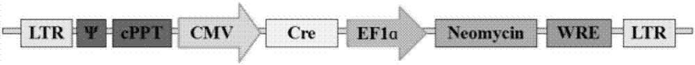 CRISPR/Cas9-based novel method for achieving multigene knockout in low-transfection-efficiency cell line