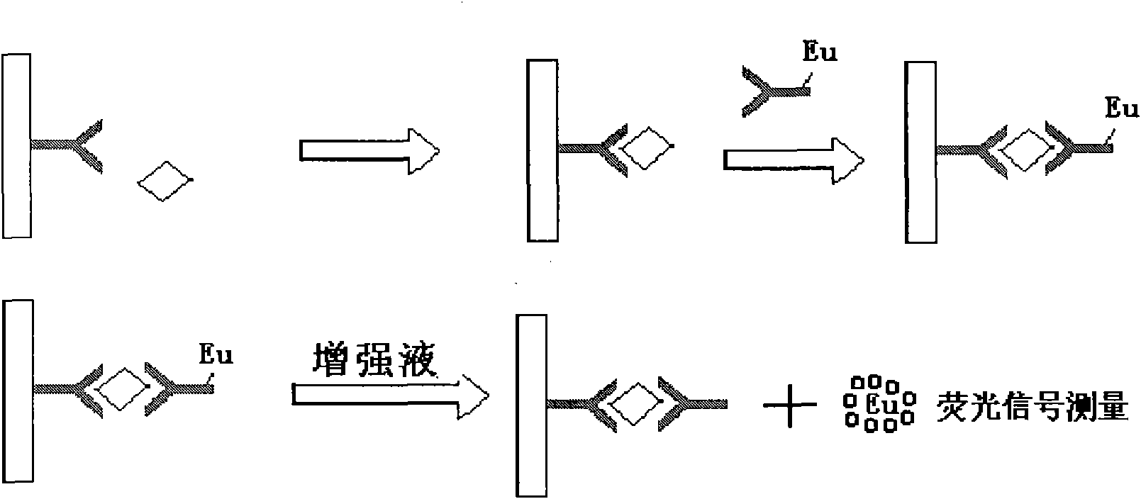 Luteinizing hormone time-resolved fluoroimmunoassay and kit