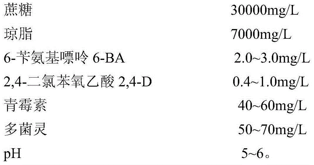 Method for multiplying vetiver grass seedlings from stem auxiliary buds