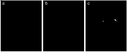 Immunofluorescence double labeling method based on same species source first antibody