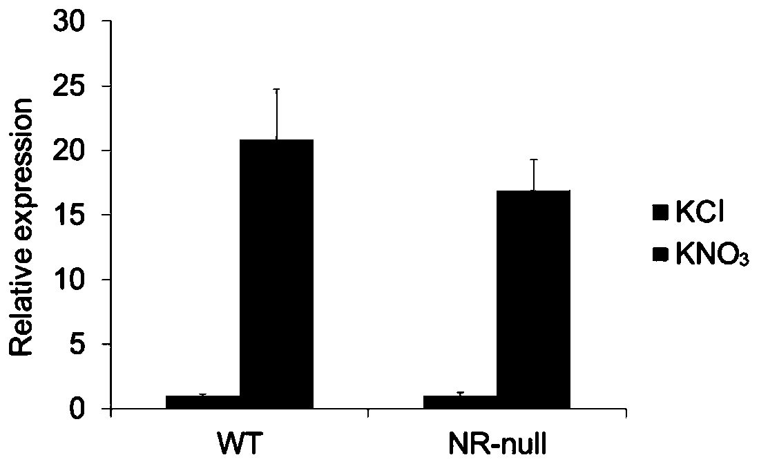 Long-chain non-coding RNA T5120 derived from arabidopsis thaliana and use thereof