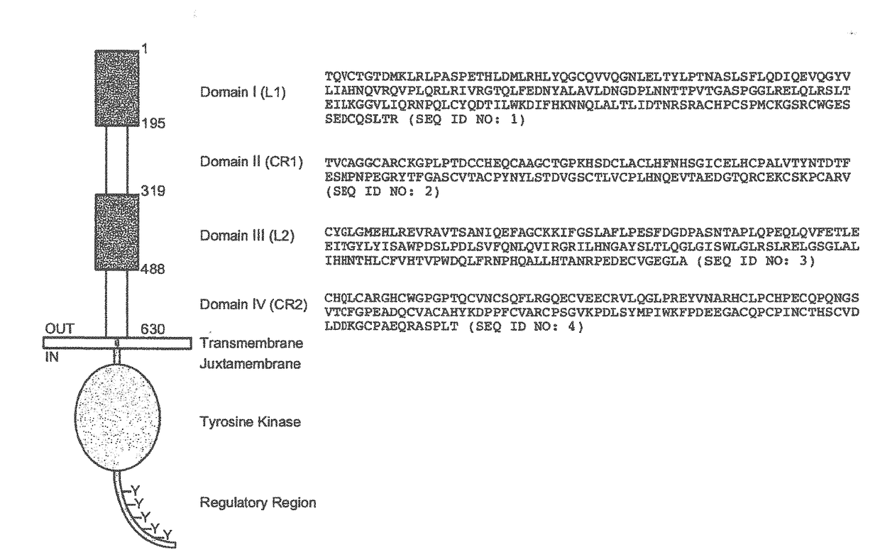 Adjuvant treatment of her2-positive breast cancer