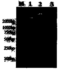 Pig O/Mya98 and O/PanAsia type foot-and-mouth disease gene engineering inactivated vaccine