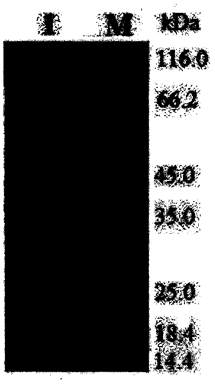 Pig O/Mya98 and O/PanAsia type foot-and-mouth disease gene engineering inactivated vaccine