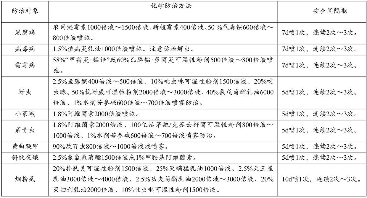 Ecologically healthy method for cultivating fruit raphanus sativus L.