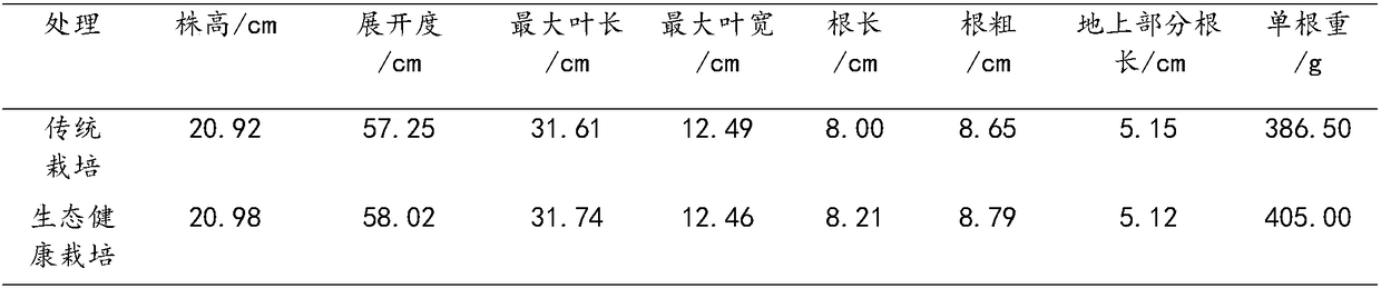 Ecologically healthy method for cultivating fruit raphanus sativus L.