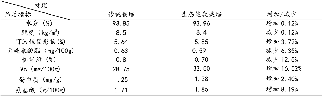 Ecologically healthy method for cultivating fruit raphanus sativus L.