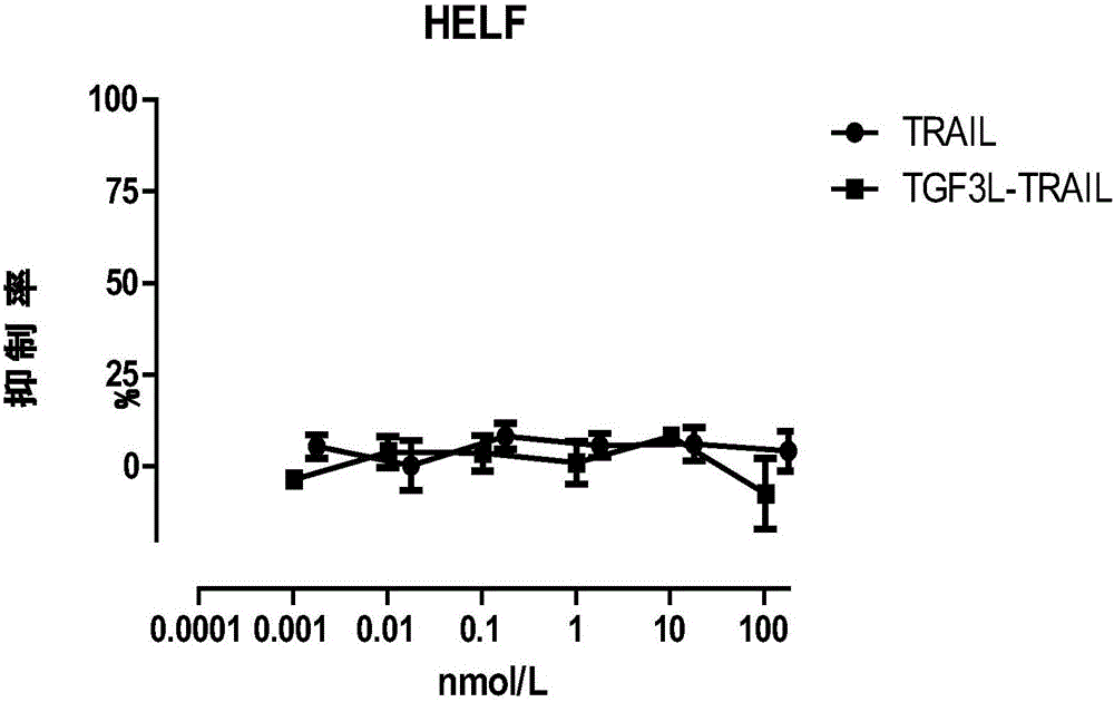 Novel TRAIL fusion protein