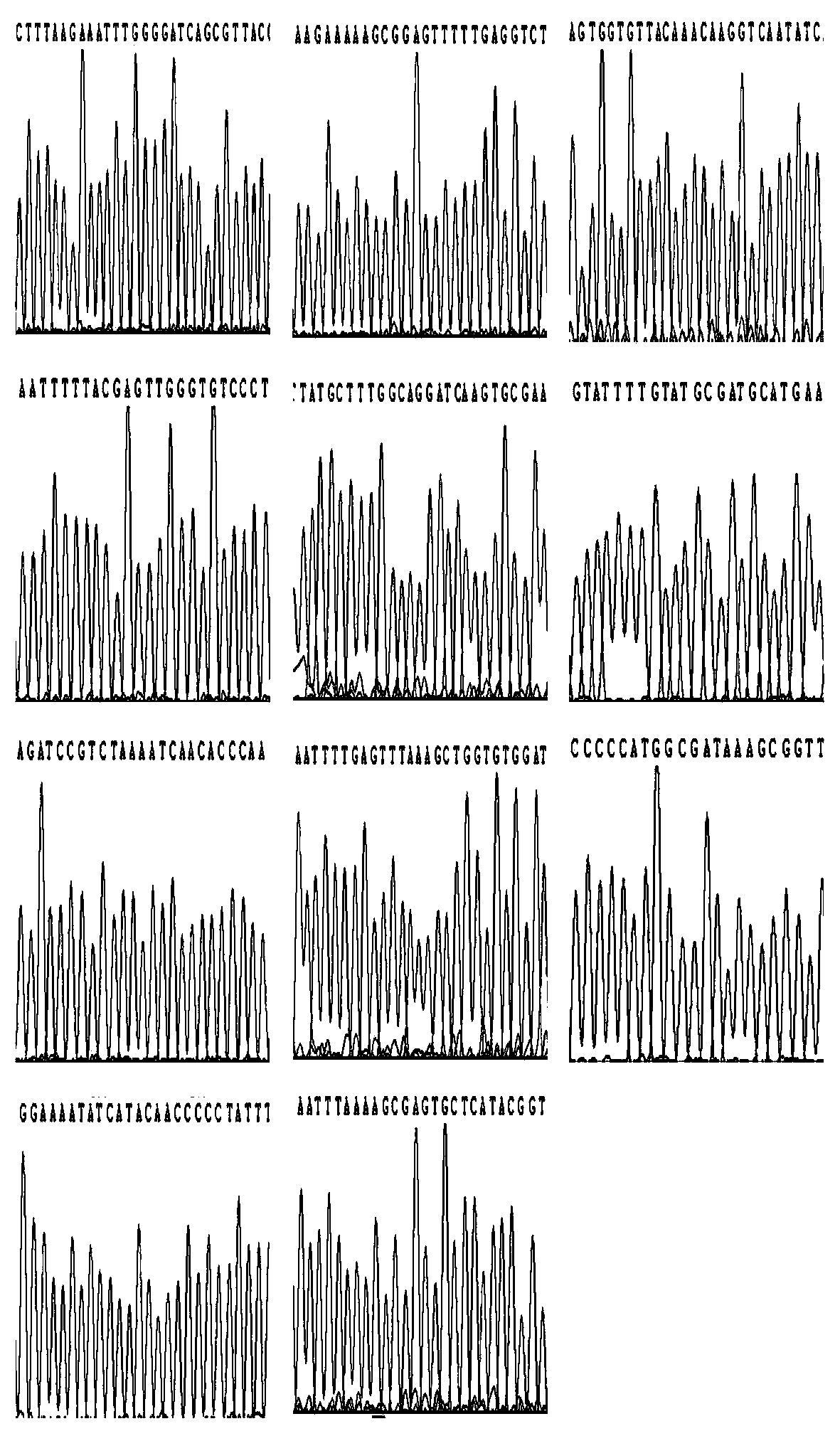 Amplifying and sequencing primer for subtyping and drug resistance detection of helicobacter pylori, and reagent kit