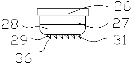 Conger eel processing and washing device