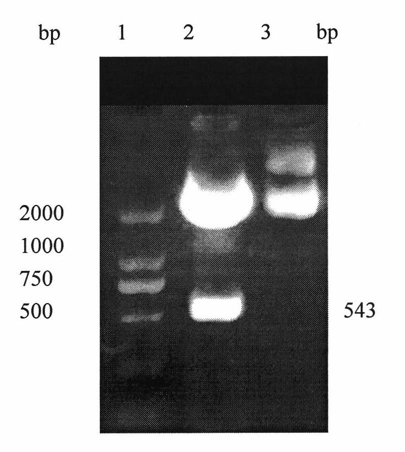 Preparation method of human LIGHT-Fc fusion protein