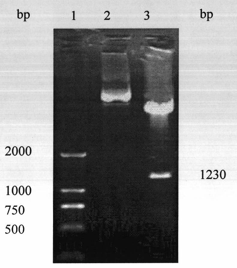 Preparation method of human LIGHT-Fc fusion protein