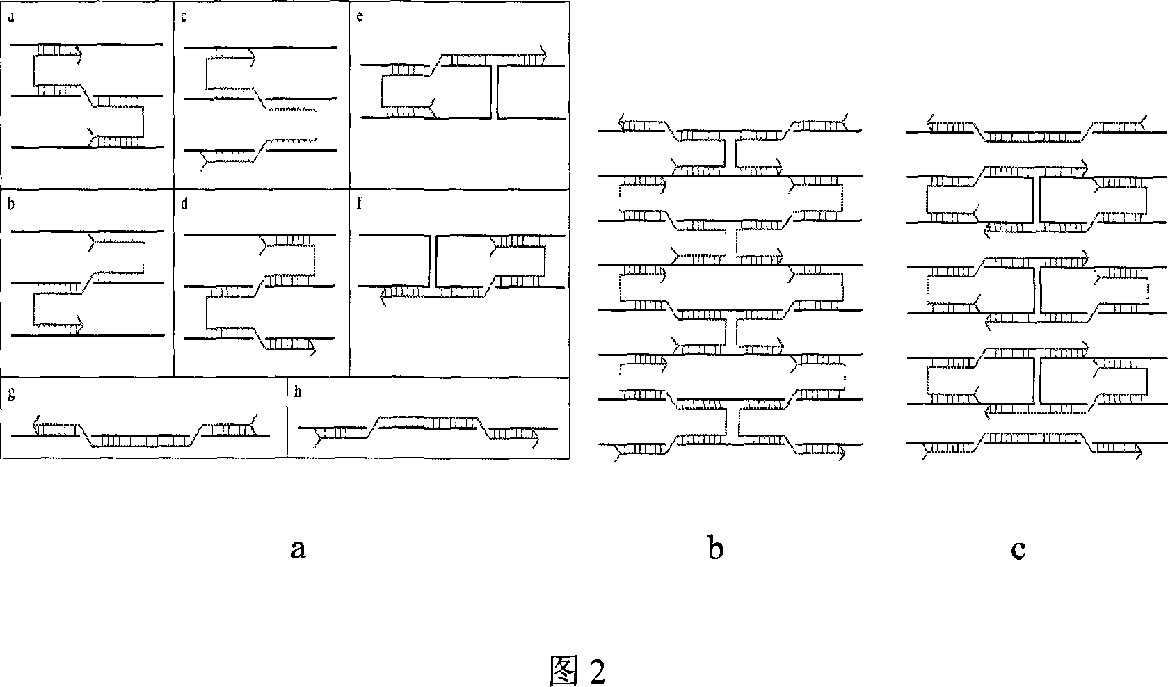 Method for constructing complicated Nano form by suing DNA molecule