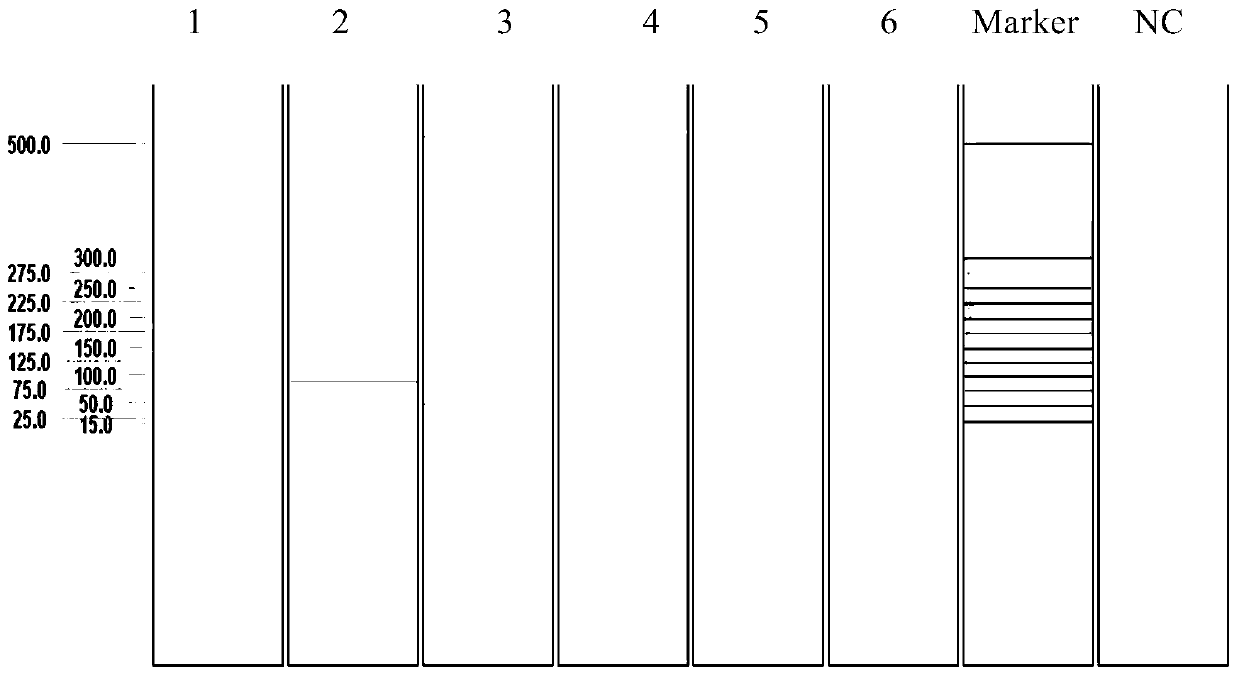 Multiplex Ligation Probe Amplification Detection Kit, Primers and Probes for Simultaneous Detection of Five Bovine Disease Viruses