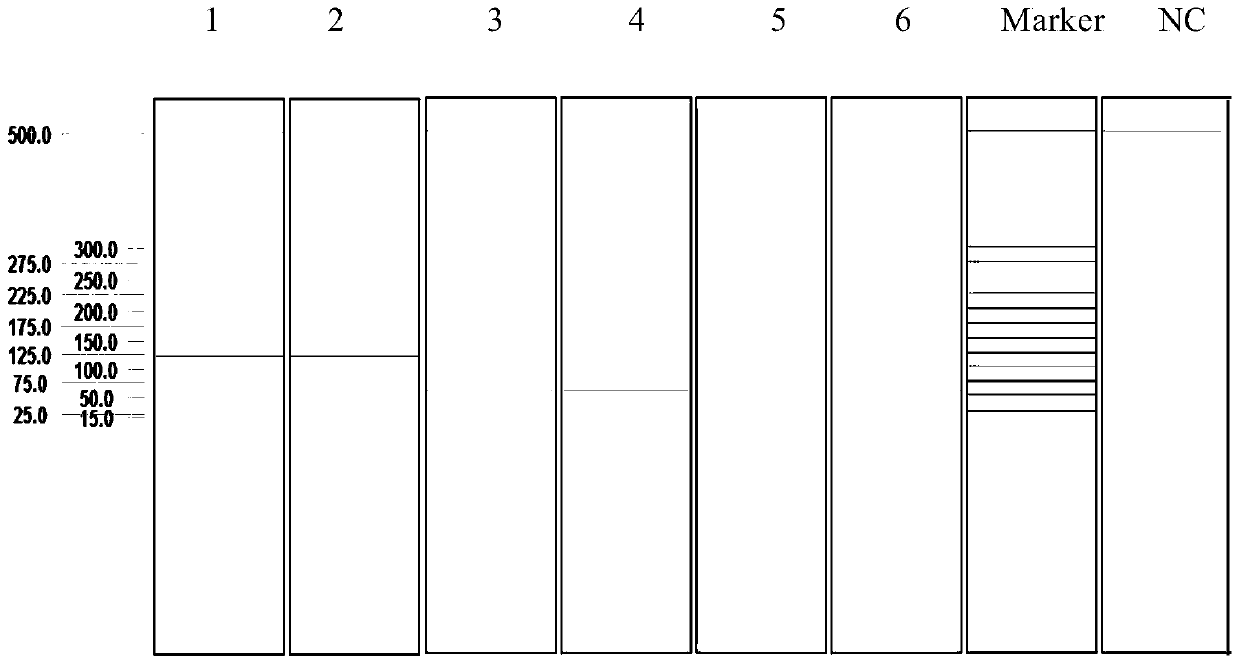 Multiplex Ligation Probe Amplification Detection Kit, Primers and Probes for Simultaneous Detection of Five Bovine Disease Viruses