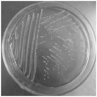 A kind of Pediococcus lactis with uric acid-lowering effect derived from Lycium barbarum enzyme and its application