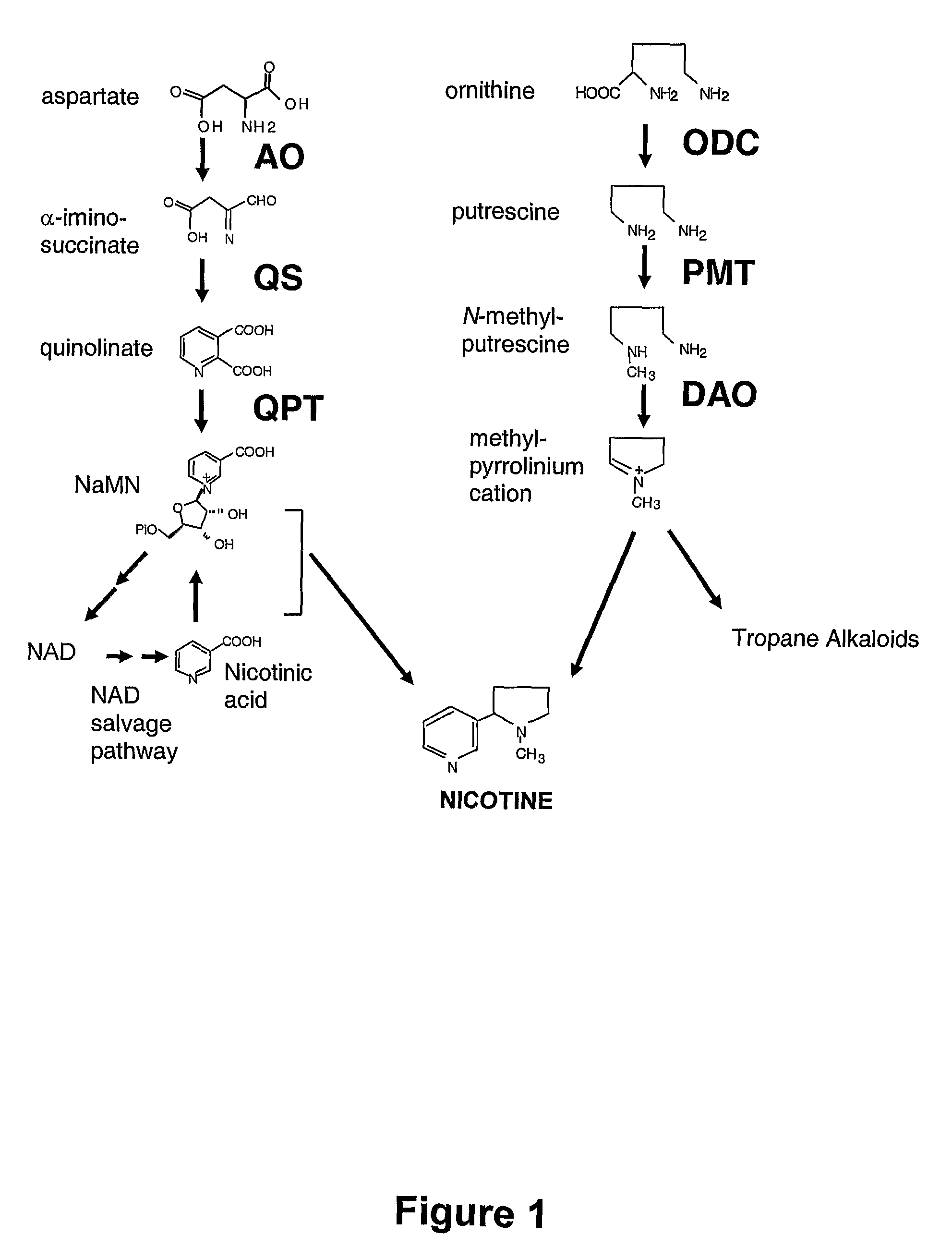 Reducing levels of nicotinic alkaloids in plants