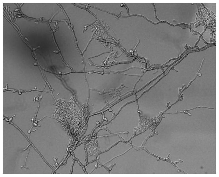 Application of wood vinegar in promoting germination of Esteya vermicola bud spores to generate crescent spores