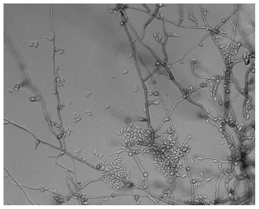 Application of wood vinegar in promoting germination of Esteya vermicola bud spores to generate crescent spores