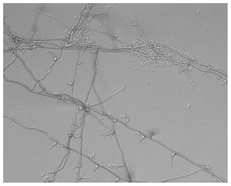 Application of wood vinegar in promoting germination of Esteya vermicola bud spores to generate crescent spores