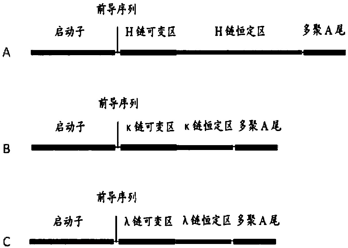 Monoclonal antibody 2G1 against Ebola virus glycoprotein (GP)2 subunit, and application of monoclonal antibody 2G1