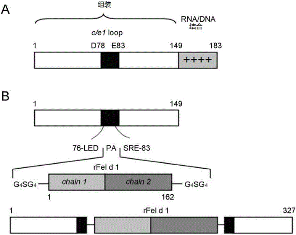 Immunity-enhanced type virus-like particle for presenting recombinant cat sensitinogen rFel d 1 protein, expression vector of immunity-enhanced type virus-like particle and preparation and application of mmunity-enhanced type virus-like particle