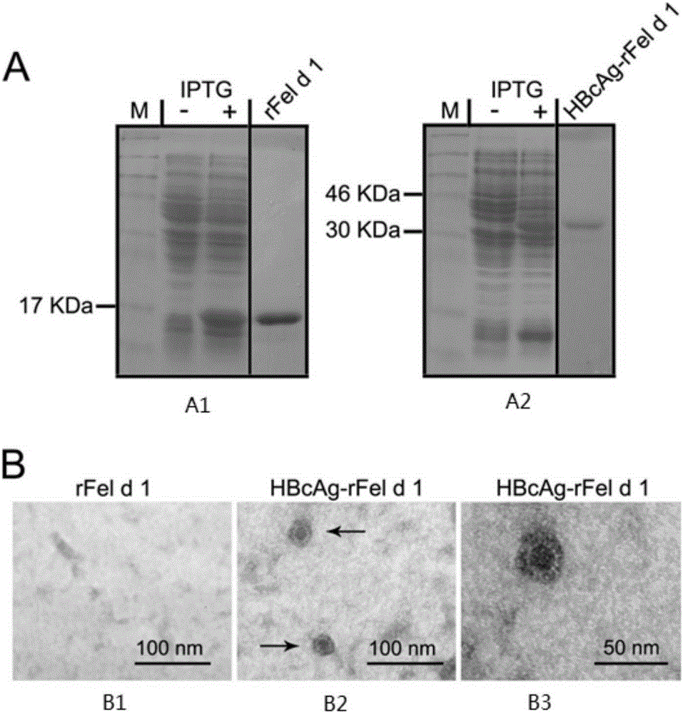 Immunity-enhanced type virus-like particle for presenting recombinant cat sensitinogen rFel d 1 protein, expression vector of immunity-enhanced type virus-like particle and preparation and application of mmunity-enhanced type virus-like particle