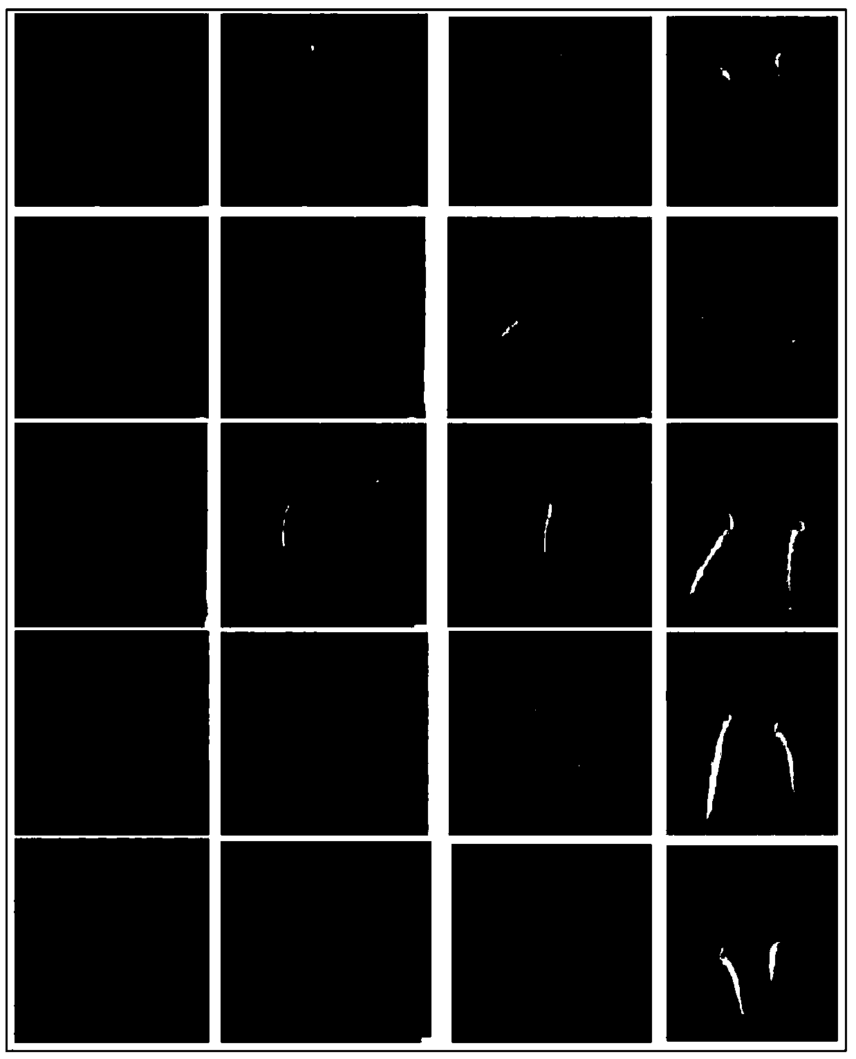 Plant seed pregermination method under cadmium stress and used pregermination agent