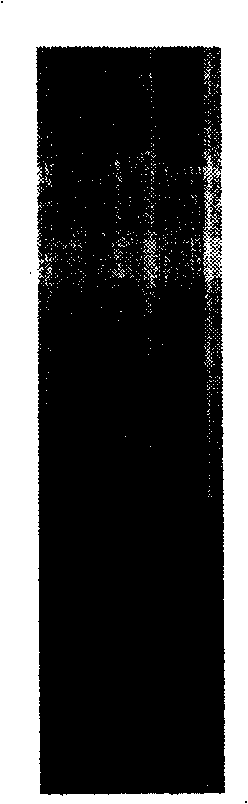 Kudzuvine flower isoflavone, monomer tectoridin and tectorigenin extraction method and uses