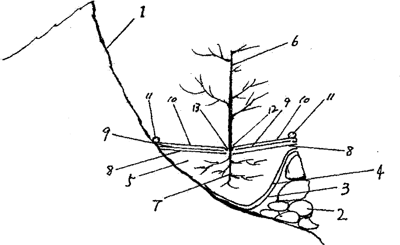 Dry stone slope fruit cultivation and forestation technique