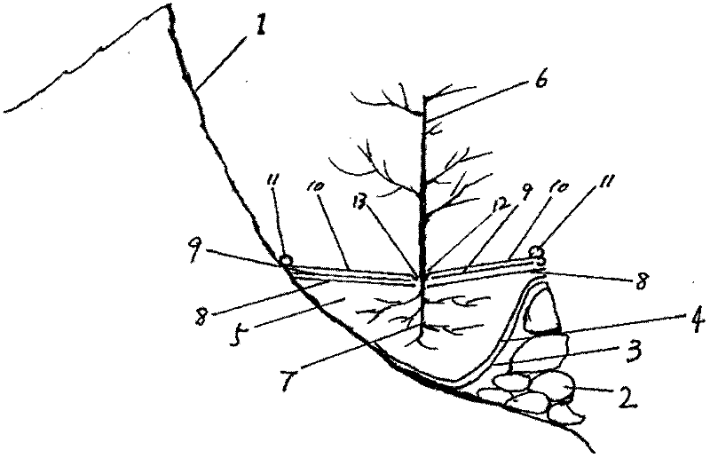 Dry stone slope fruit cultivation and forestation technique