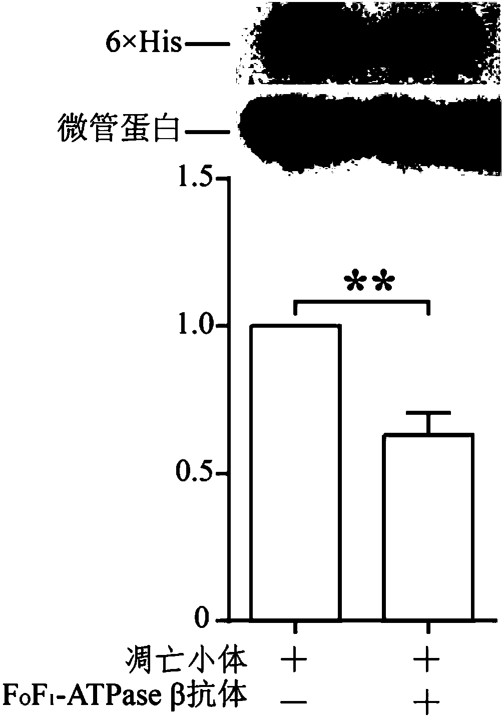 Application of FoF1-ATPasebeta protein in promotion or reduction of adsorption of cells on apoptotic bodies